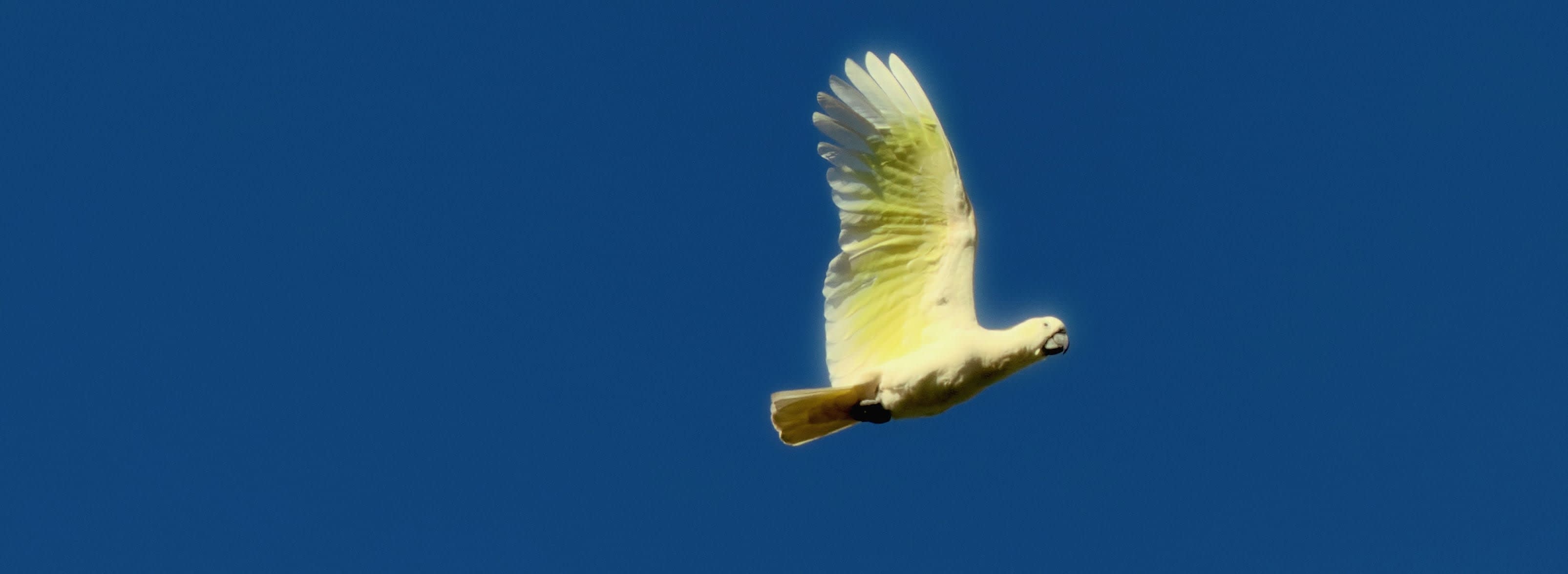 Wings against azure
