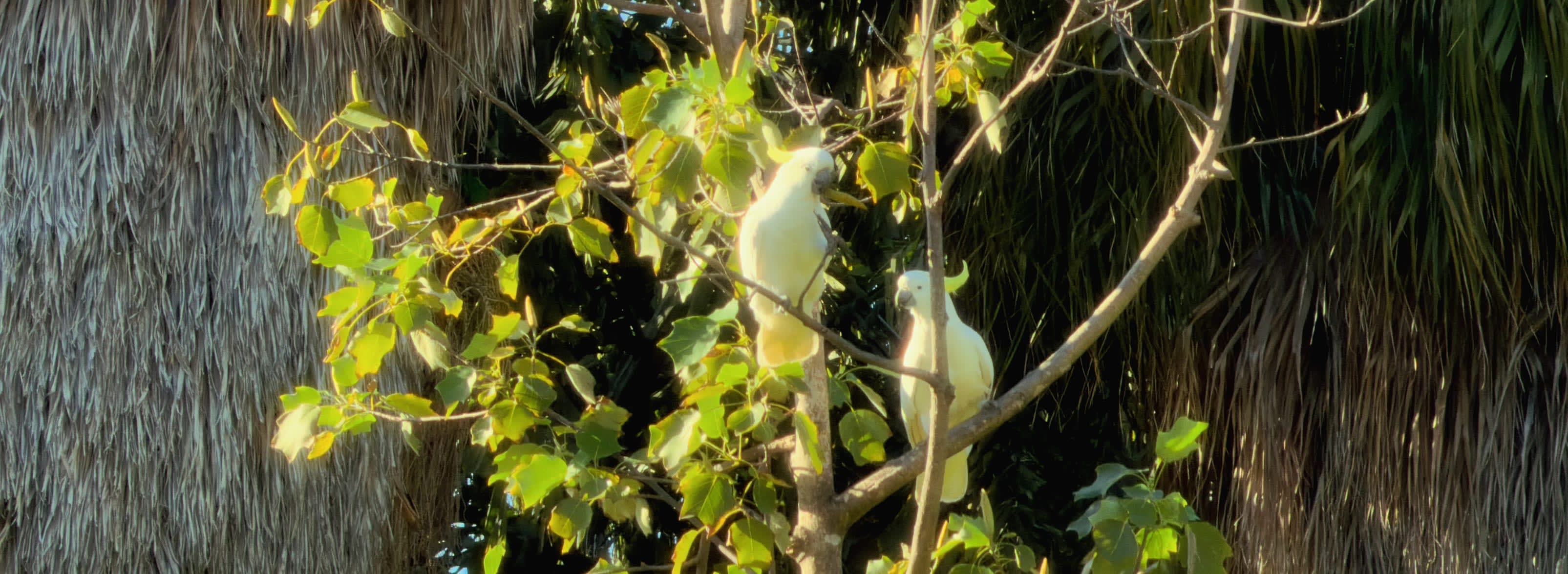 Gilded white feathers
