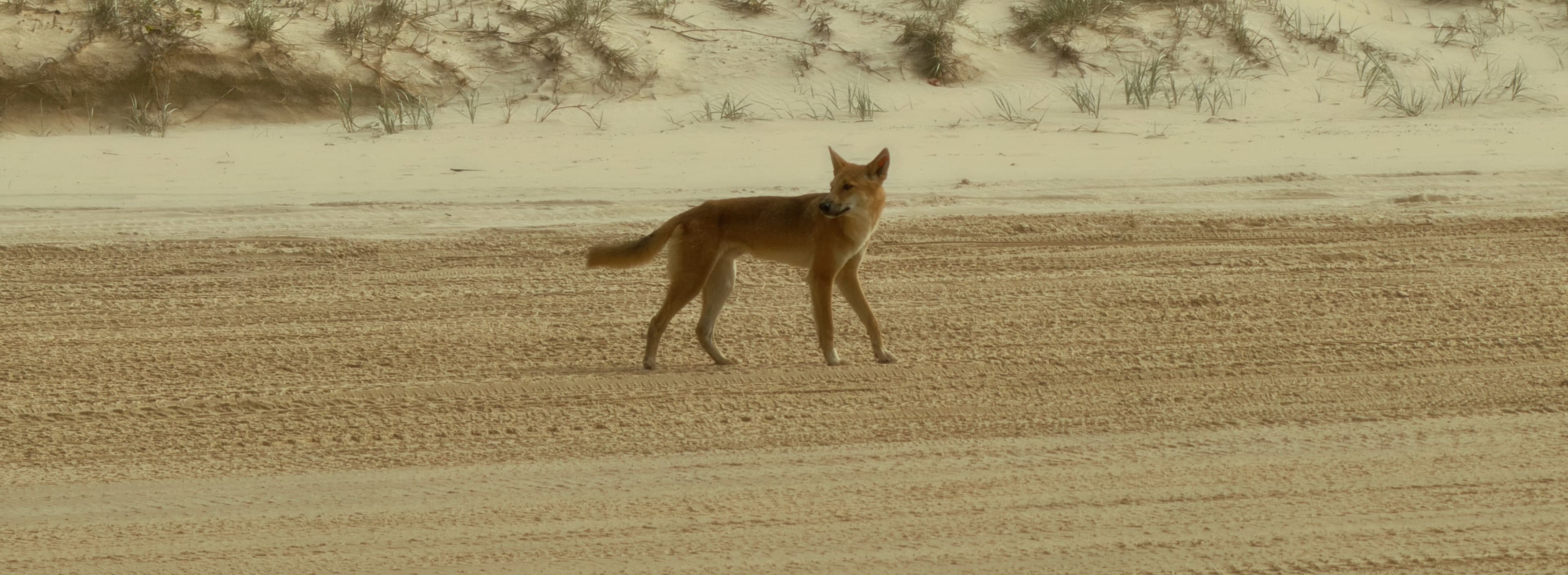 Dingo on the Dunes