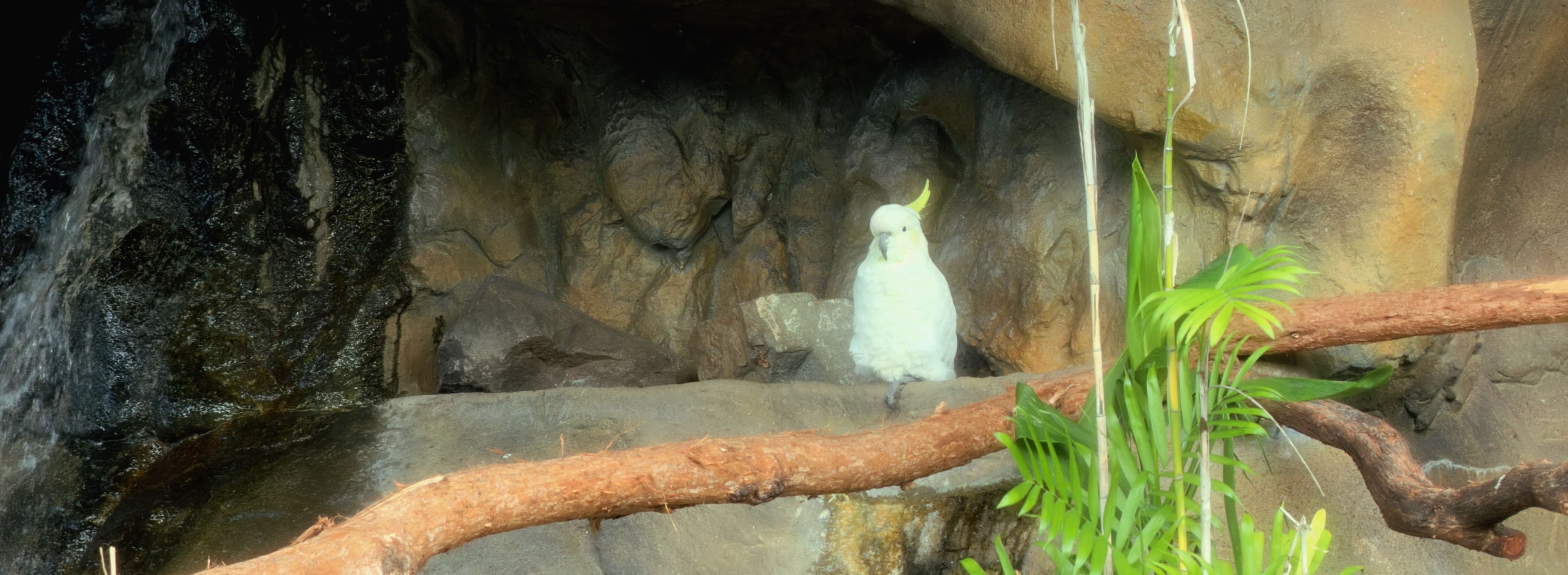 White Crest on Stone