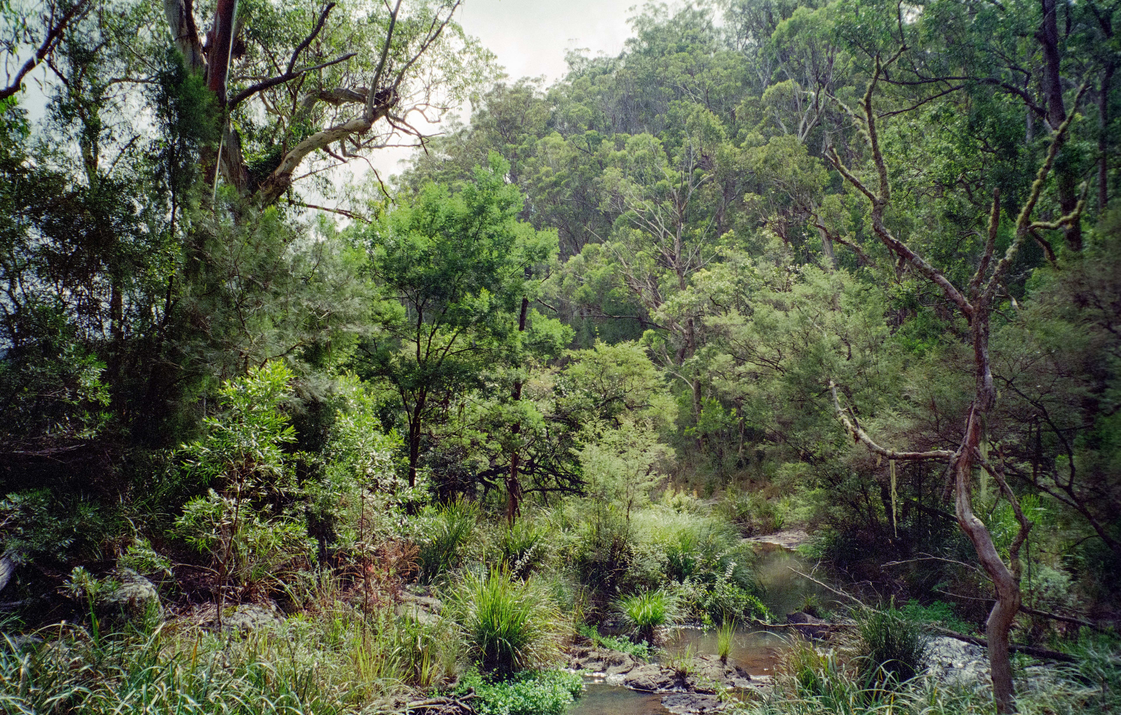 Shadowed Creek Bed