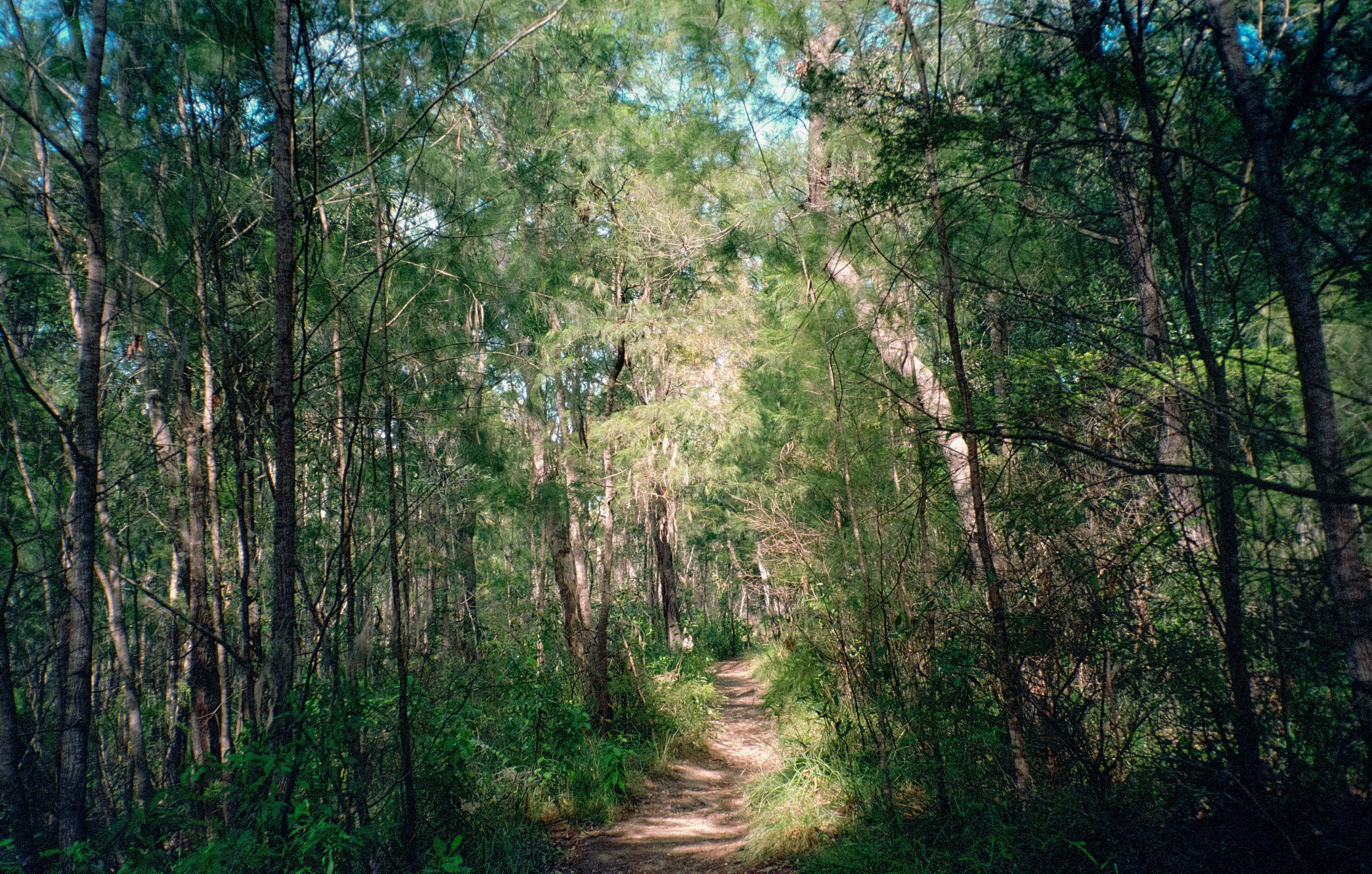 Path Through Dappled Light