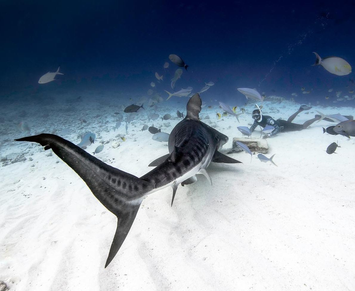 Pelagic Divers Fuvahmulah 4
