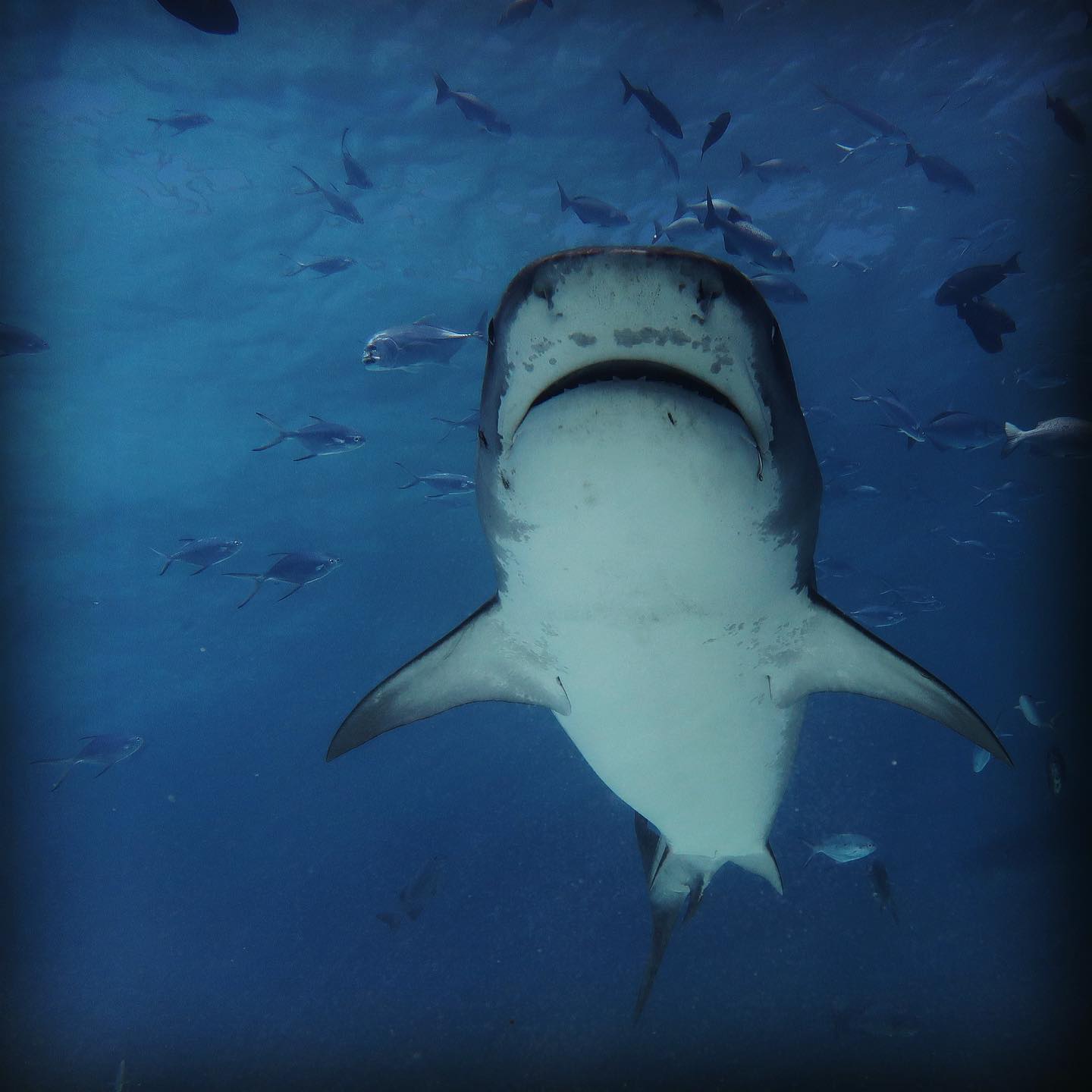 Scuba Shark Fuvahmulah 2