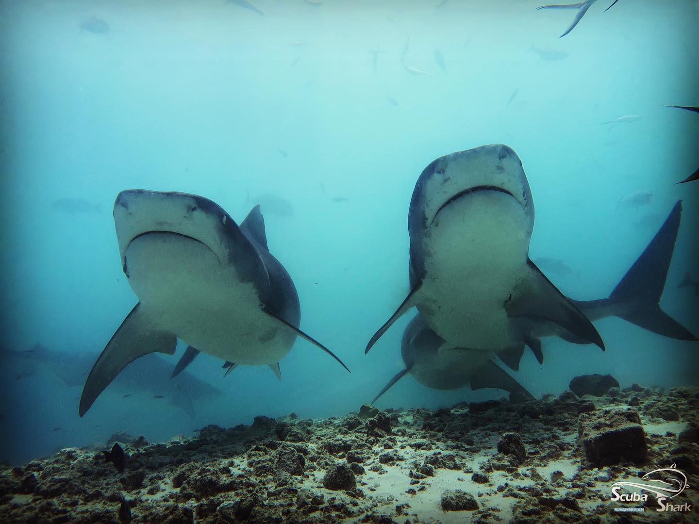 Scuba Shark Fuvahmulah 3