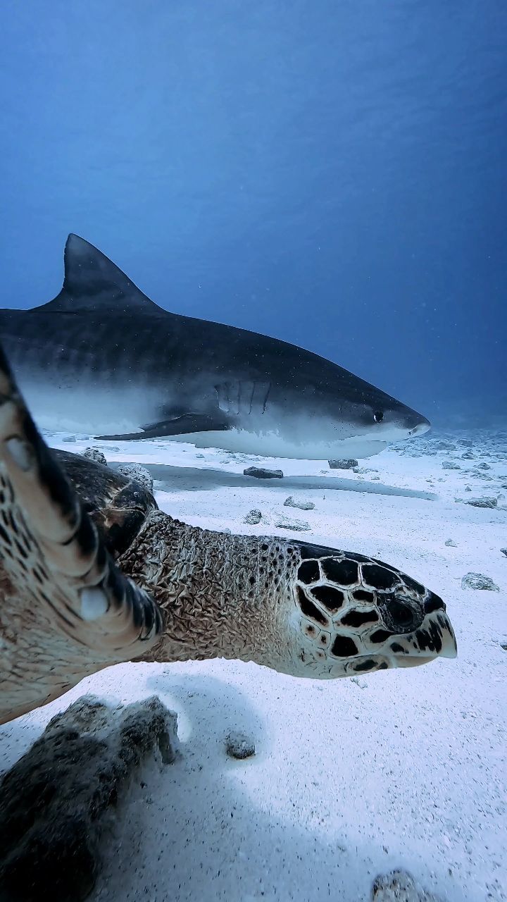 Oceanic Nomad Divers Fuvahmulah 4