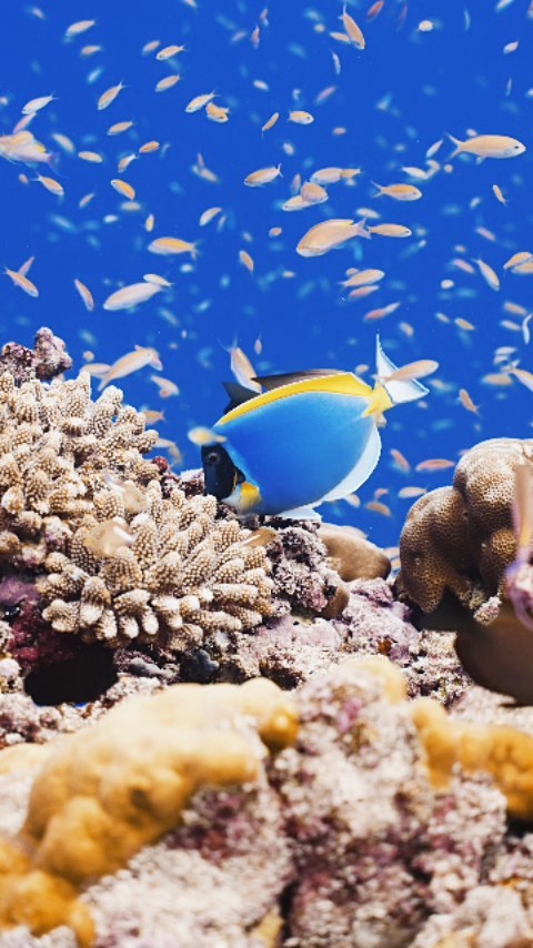 Oceanic Nomad Divers Fuvahmulah 3