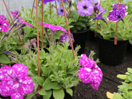 Лариса Ковалёва: «Я люблю свою работу, но не меньше радости мне приносят мои цветы»