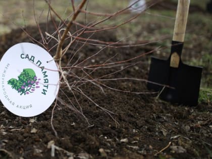 Международная акция «Сад памяти в 2024 году»