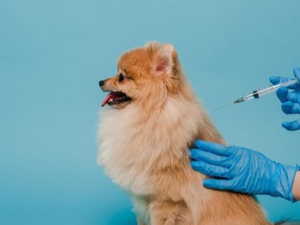 В Белгороде проводят выездную бесплатную вакцинацию домашних животных