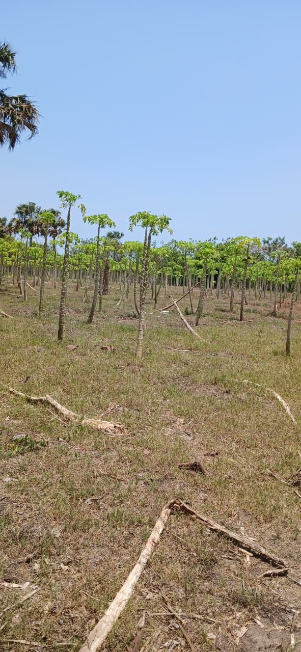 Terreno con cultivos en Puerto San José