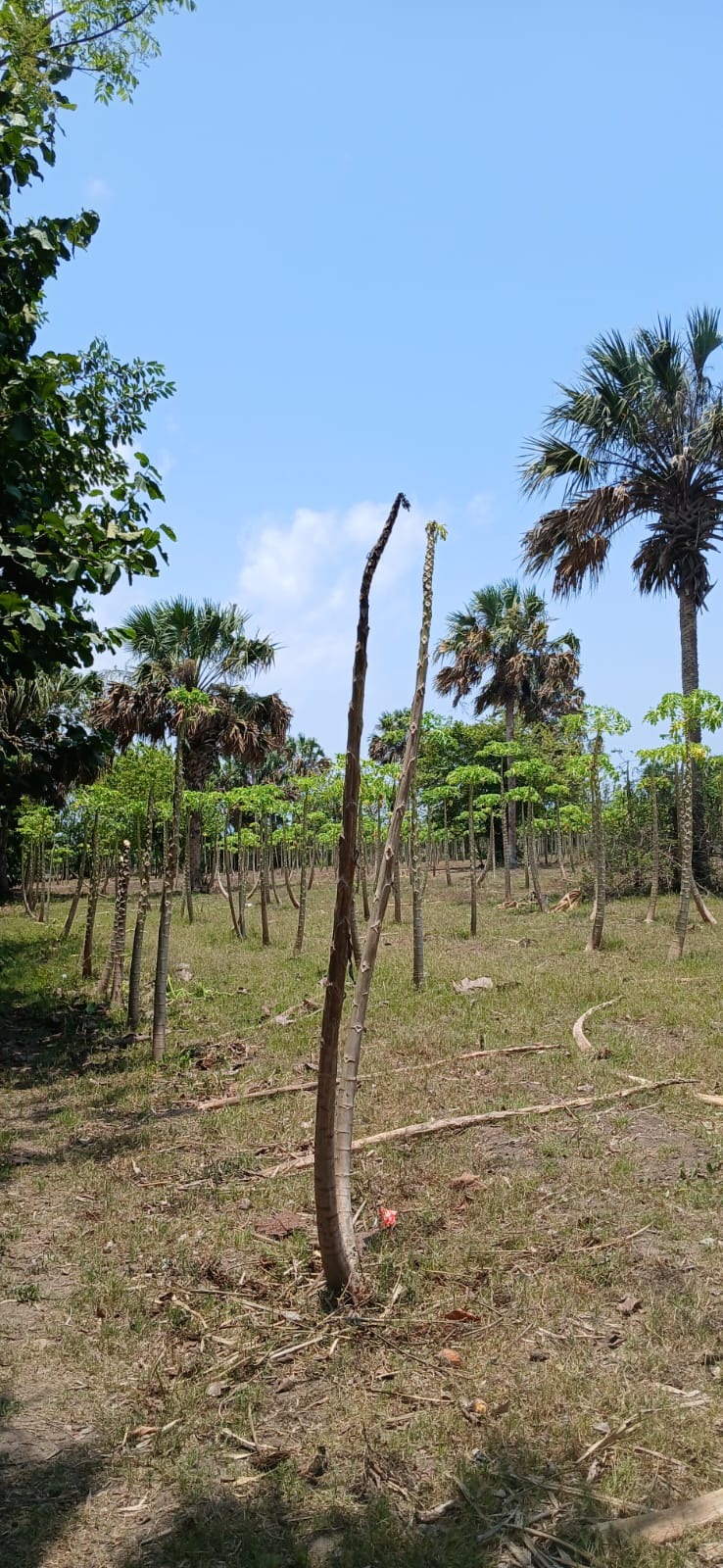 Entrada y acceso del terreno en Escuintla