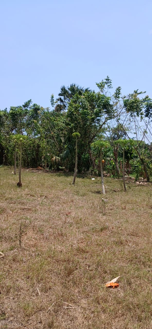 Limites del terreno y vegetación