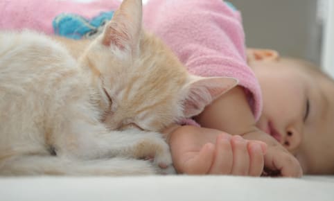 Allergie aux poils de chat : comment épargner bébé ?