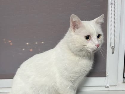 В добрые руки — белоснежный Зевс из Орехово-Зуевского округа ищет дом