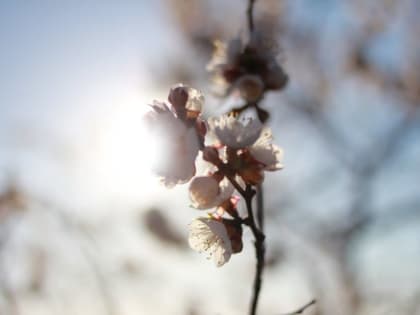 Синоптик Леус: в Подмосковье потеплеет до +17 градусов