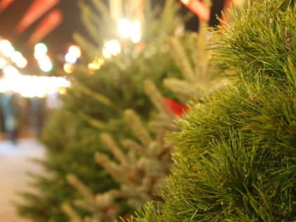 Акция «Сдай на переработку и елки, и иголки!» стартует в Кашире 15 января