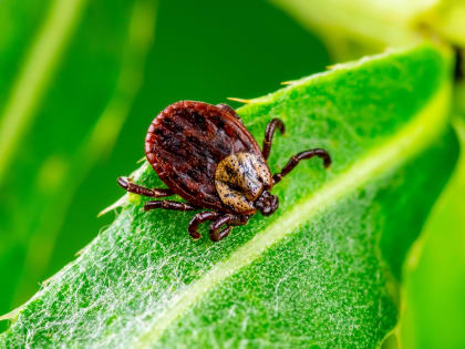 Вирусолог Вострухов раскрыл, как защититься от клещей-мутантов