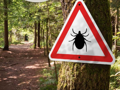 Опасные клещи: что делать при укусе