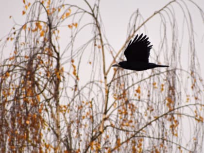 Информация об эпизоотической ситуации по гриппу птиц, сложившейся в 2024 году на территории Российской Федерации