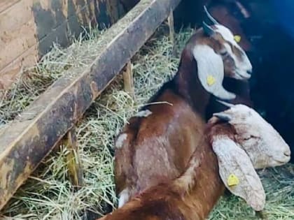 Подмосковный фермер потратил грант на разведение коз редкой породы