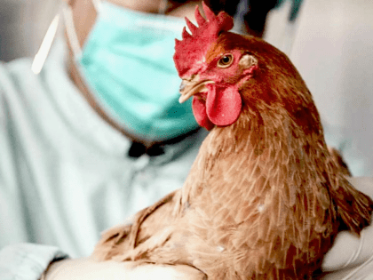 Рекомендации по содержанию домашней птицы, находящейся в ЛПХ и фермерских хозяйствах Сергиево-Посадского городского округа