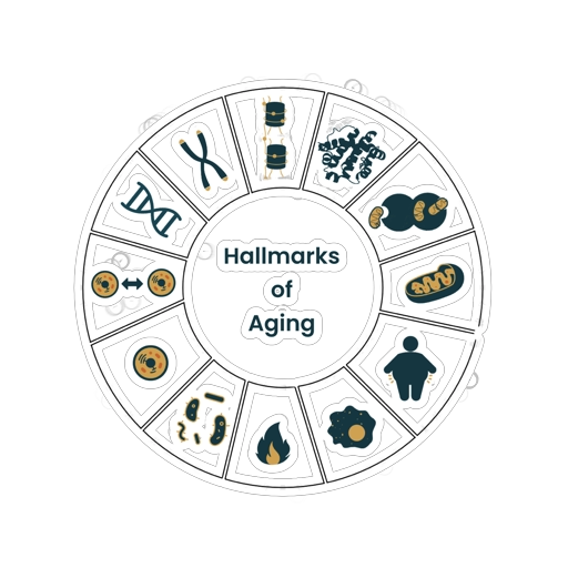 94216aff Bcda 4e32 81e8 4d0c0ac20c98 Uaofzv