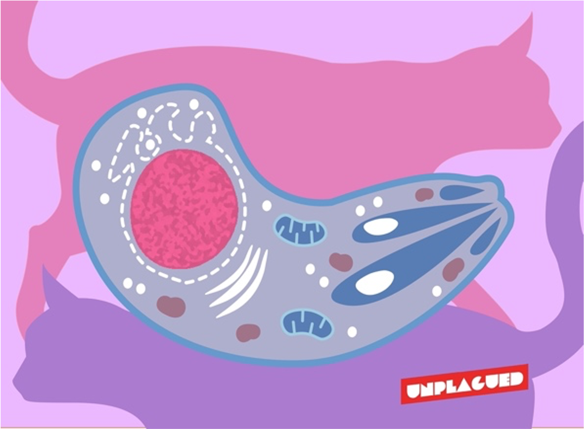 Why should pregnant women not clean the cat's nest?