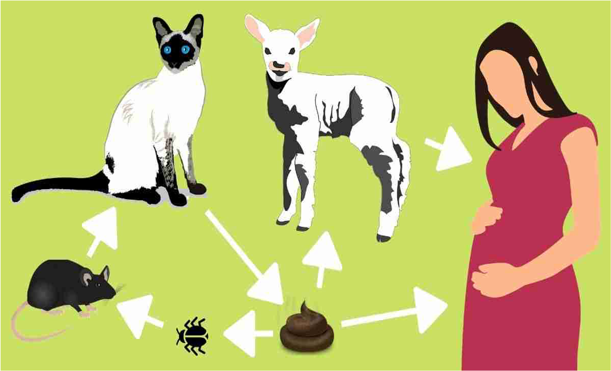 How is toxoplasmosis transmitted to humans?