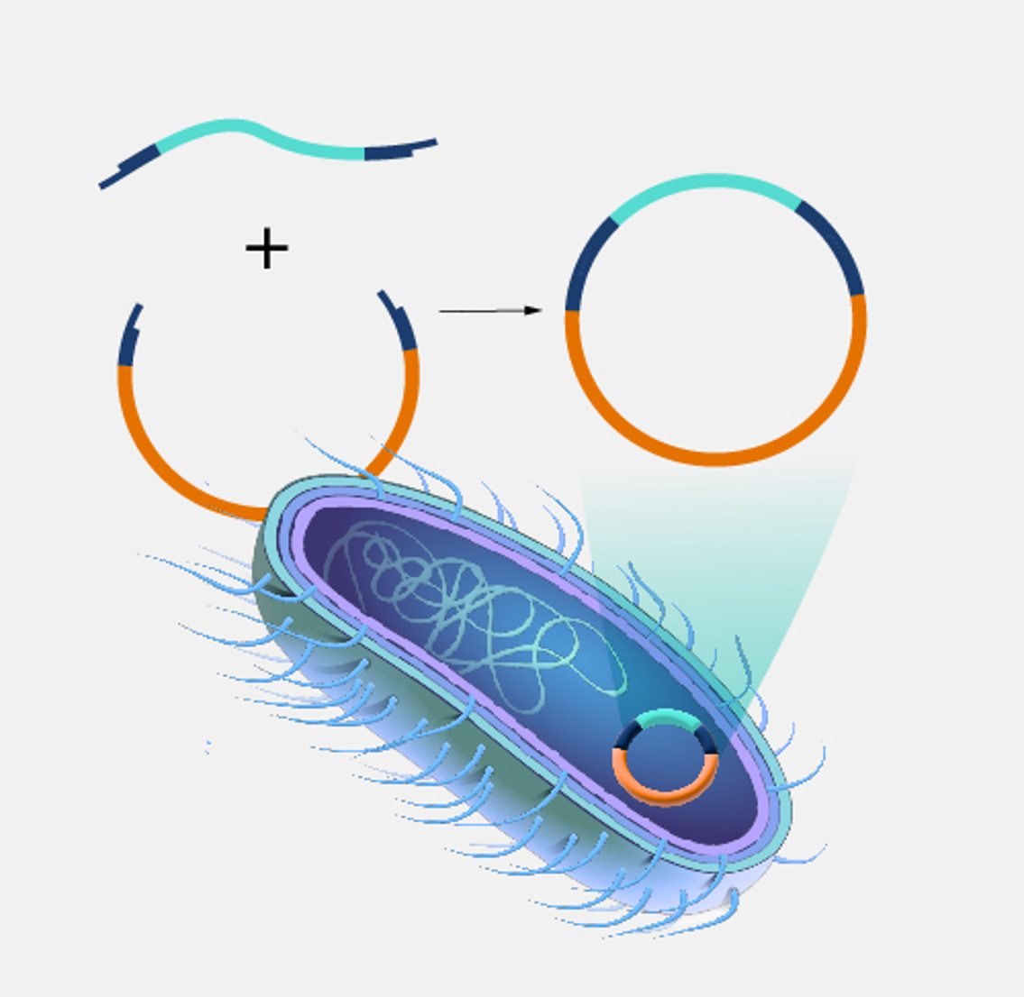 What are plasmids?