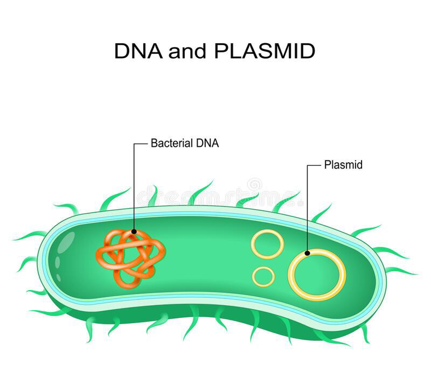 Why do we need viruses if we have plasmids?