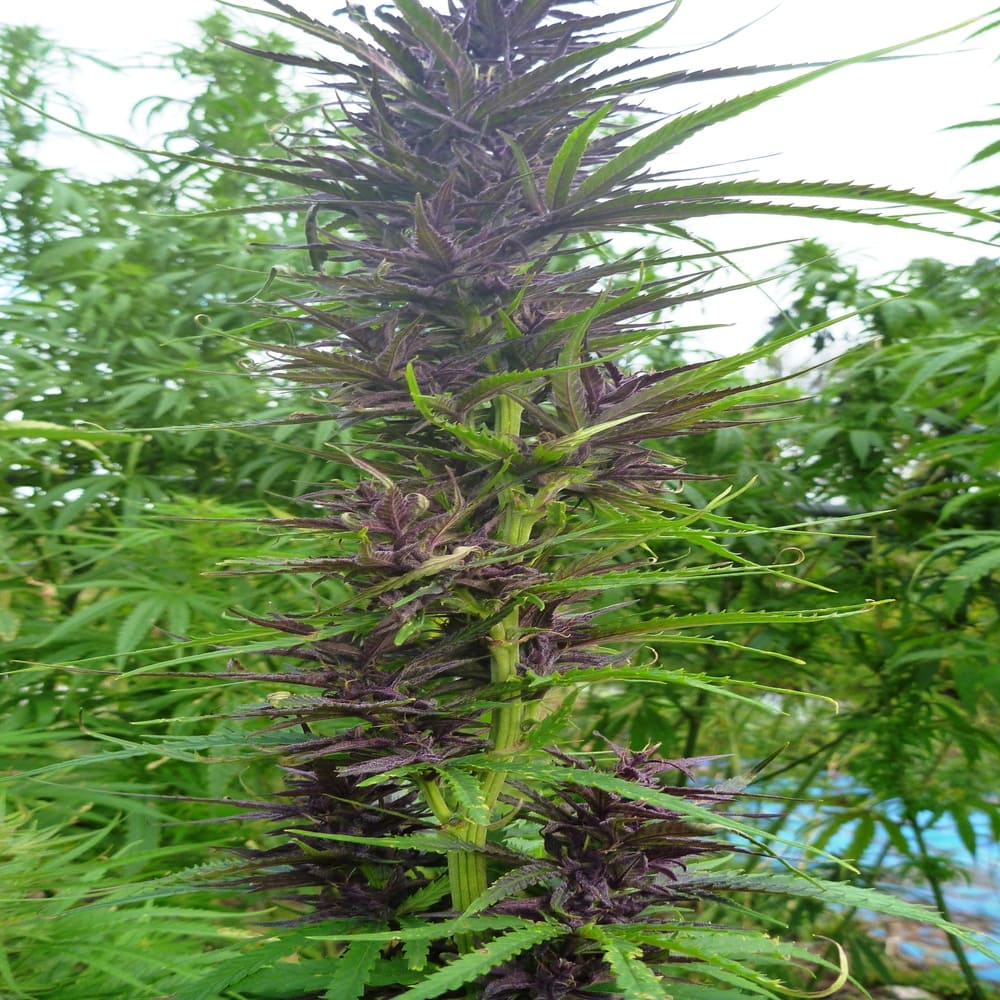 Konopne Herba Love KWIATY CBD/CBDA 3% 20g – zdjęcie 4
