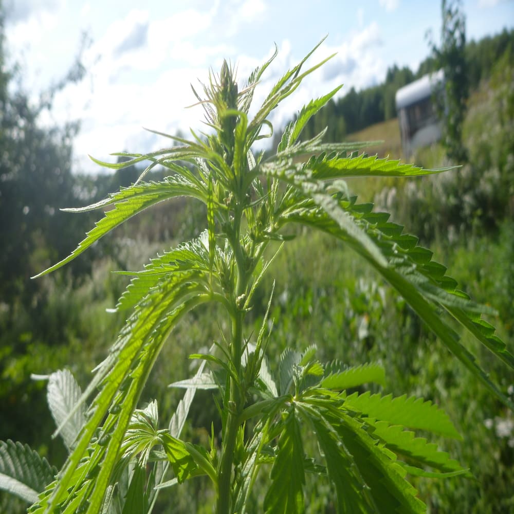 Konopne Herba Love LIŚCIE/KWIATY/NASIONA CBD/CBDA 3% 20g – zdjęcie 4