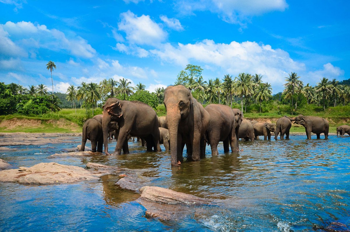 3 Days Pinnawala, Kandy & Nuwara Eliya Tour