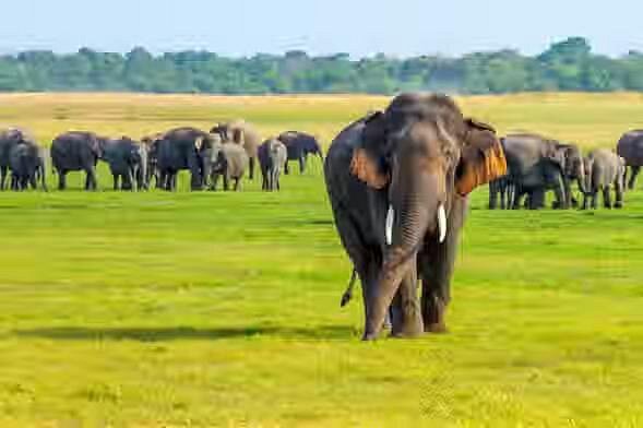 Tropical Wildlife & Nature Quest – 12 Days