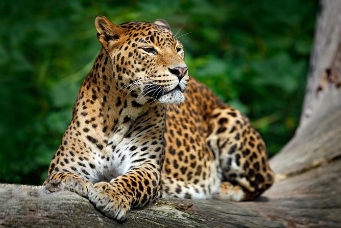 Tropical Wildlife & Nature Quest – 12 Days