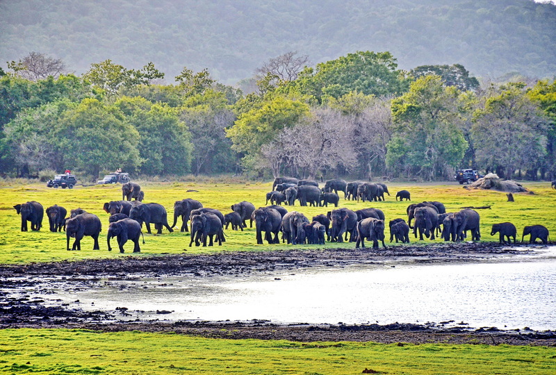 Minneriya or Kaudulla National Park Jeep Safari