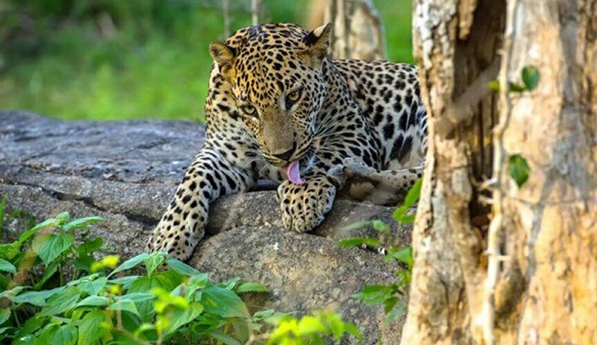 Yala National Park Jeep Safari