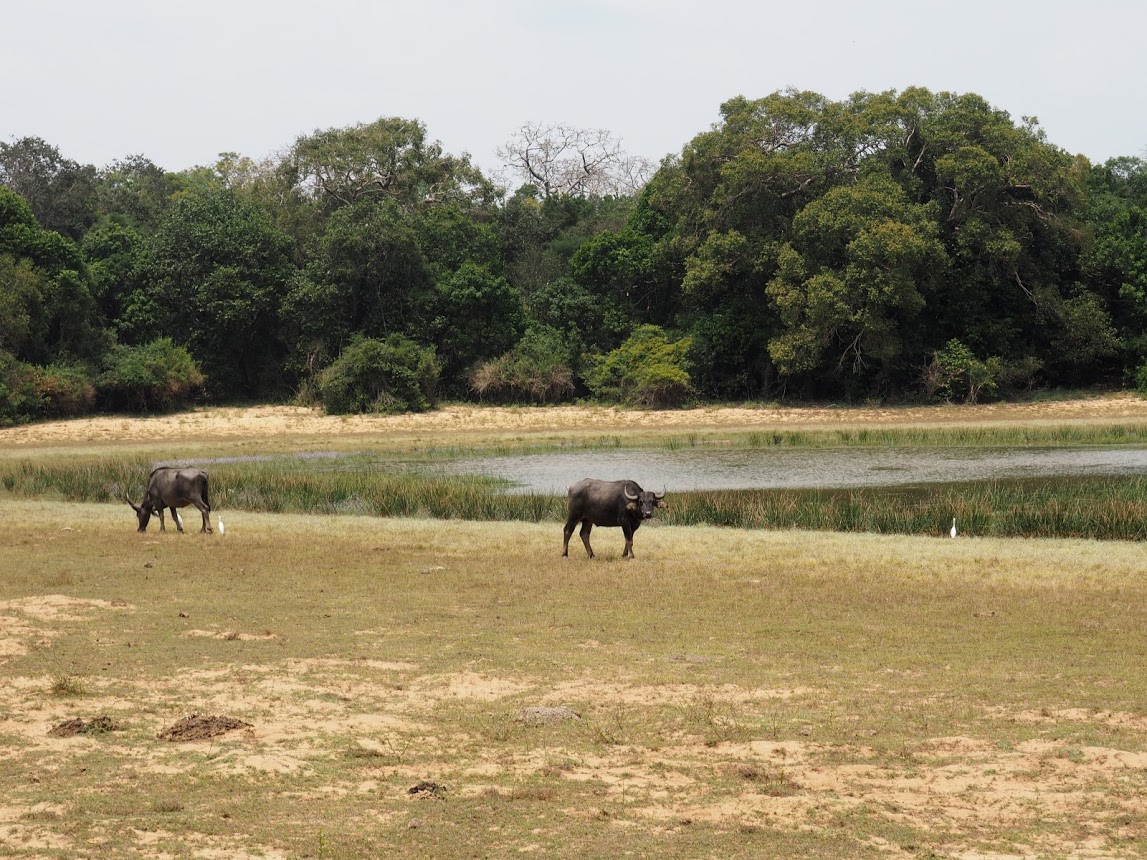 Wilpattu National Park Jeep Safari
