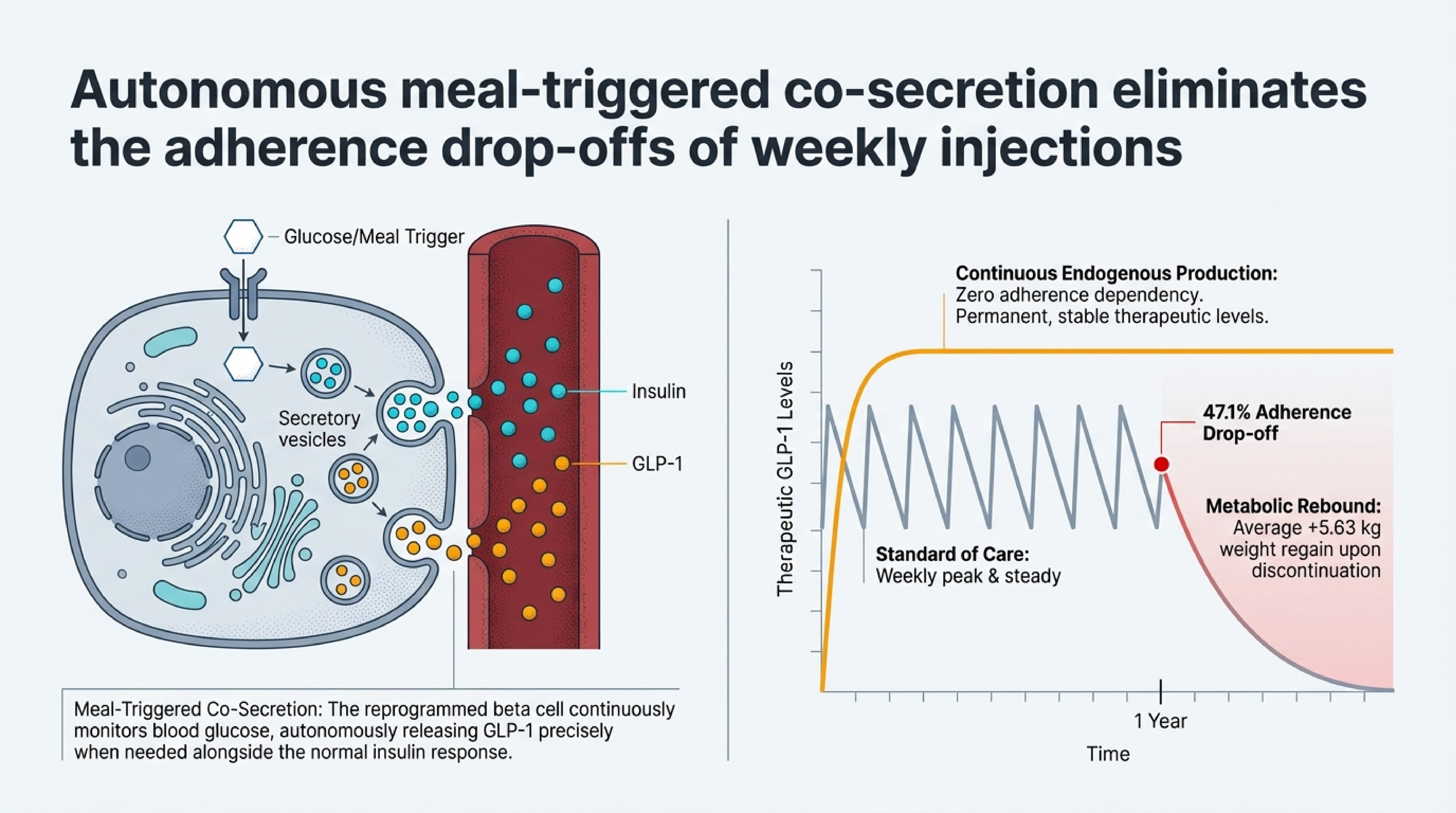 Split panel showing a reprogrammed beta cell co-secreting insulin and GLP-1 in response to glucose, alongside a graph comparing continuous endogenous production against the adherence drop-off curve of weekly injections