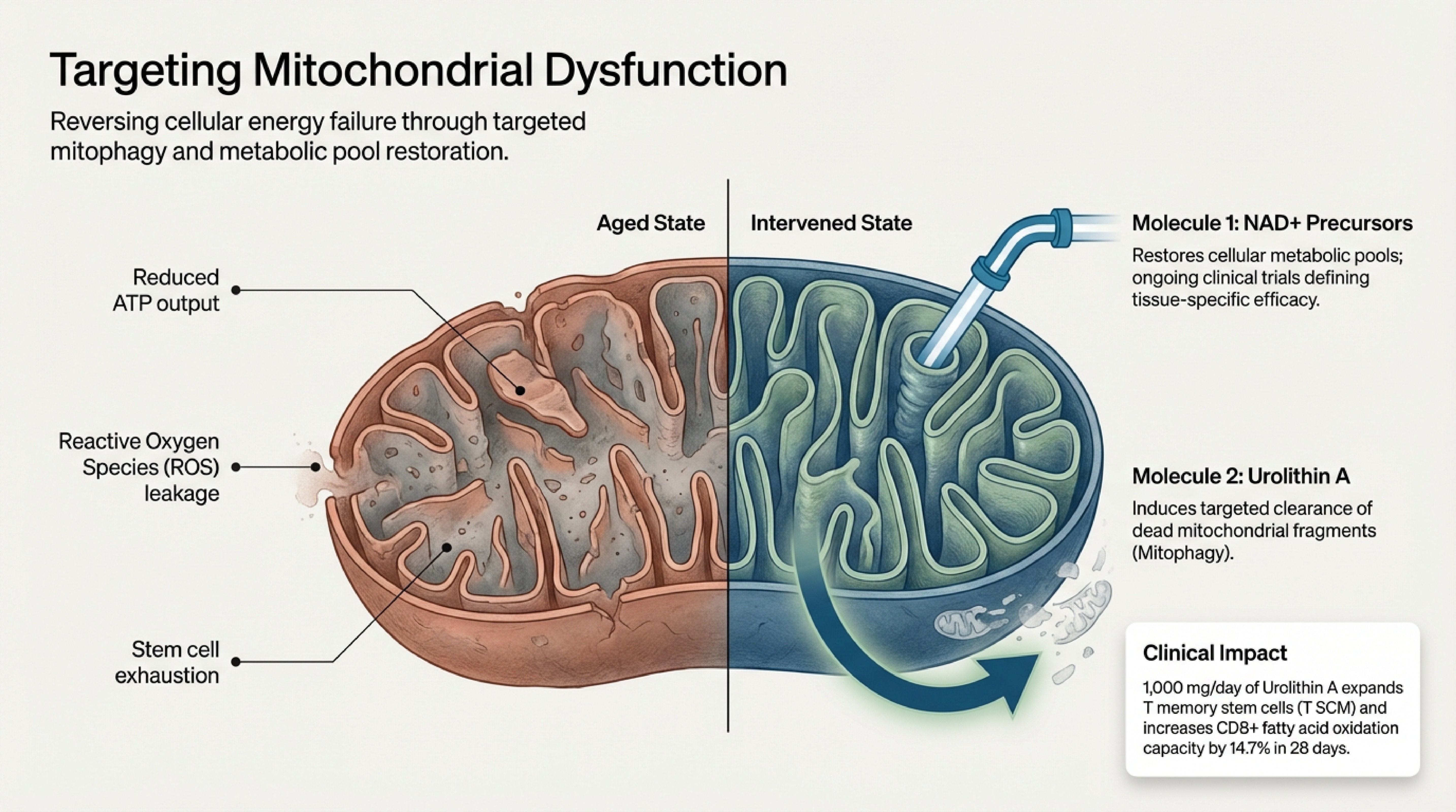 Slide 1: Cellular health and mitochondrial dysfunction in aging
