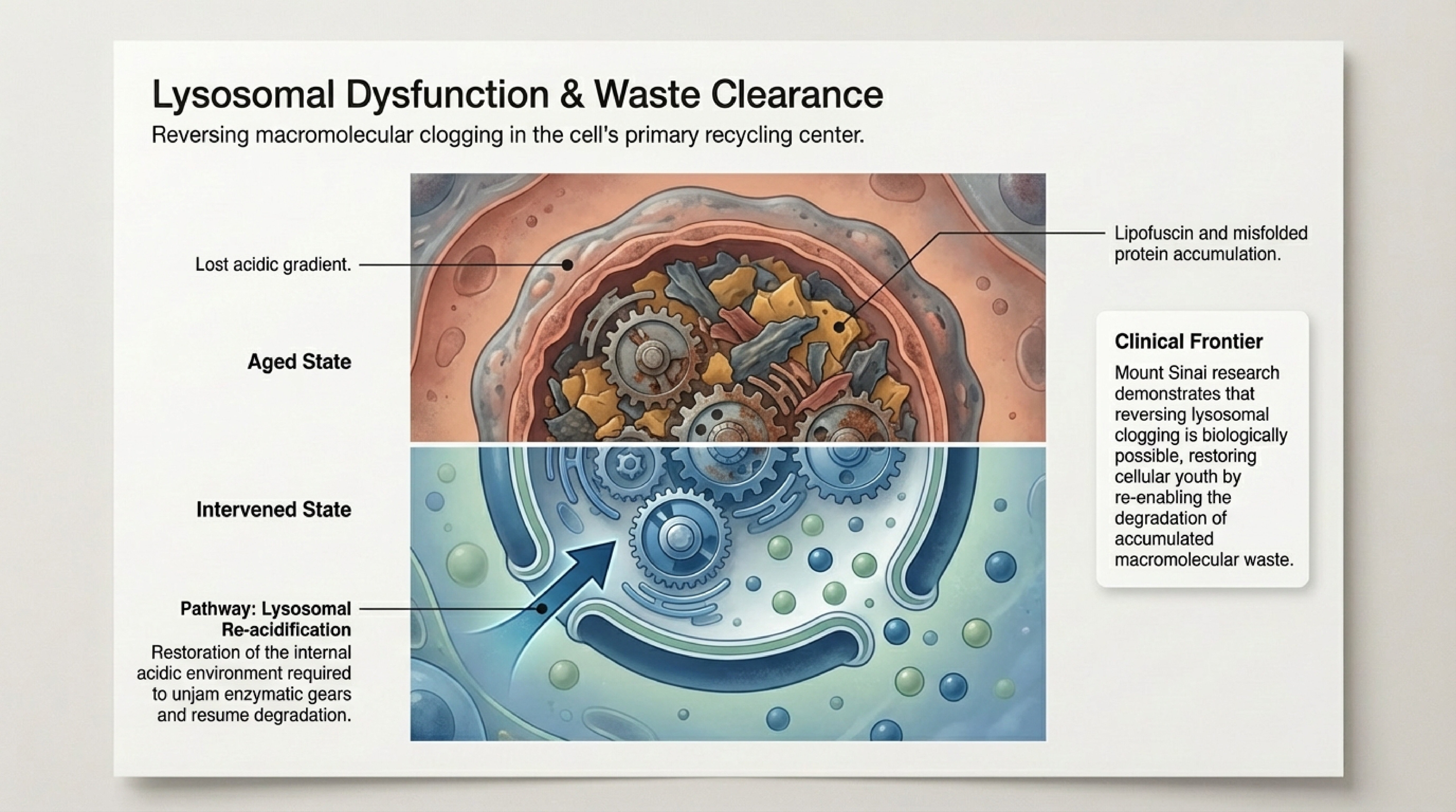 Slide 3: Lysosomal dysfunction and cellular recycling