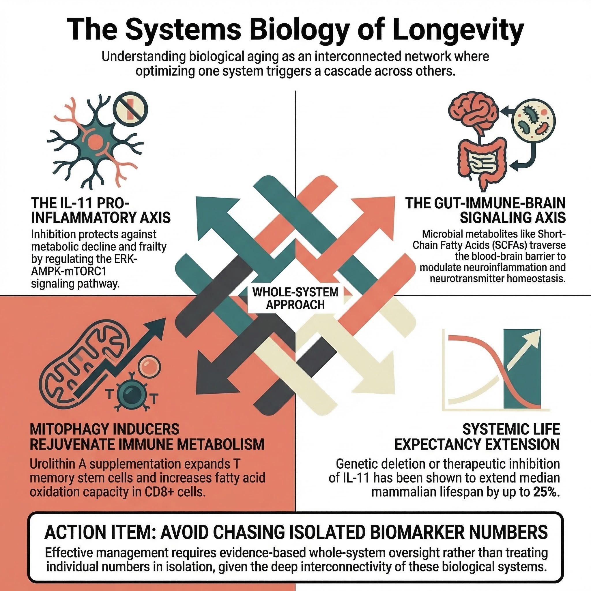 Infographic showing interconnected hormone systems affecting energy, metabolism, sleep, and tissue repair