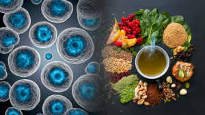 stem cells and nutrition
