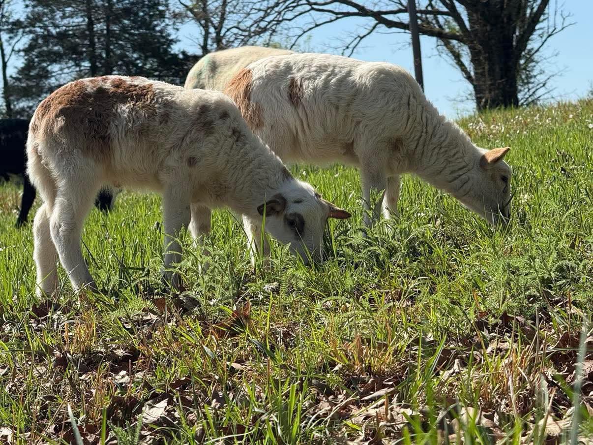 Close-up of healthy, pasture-raised cattle and sheep eating lush grass