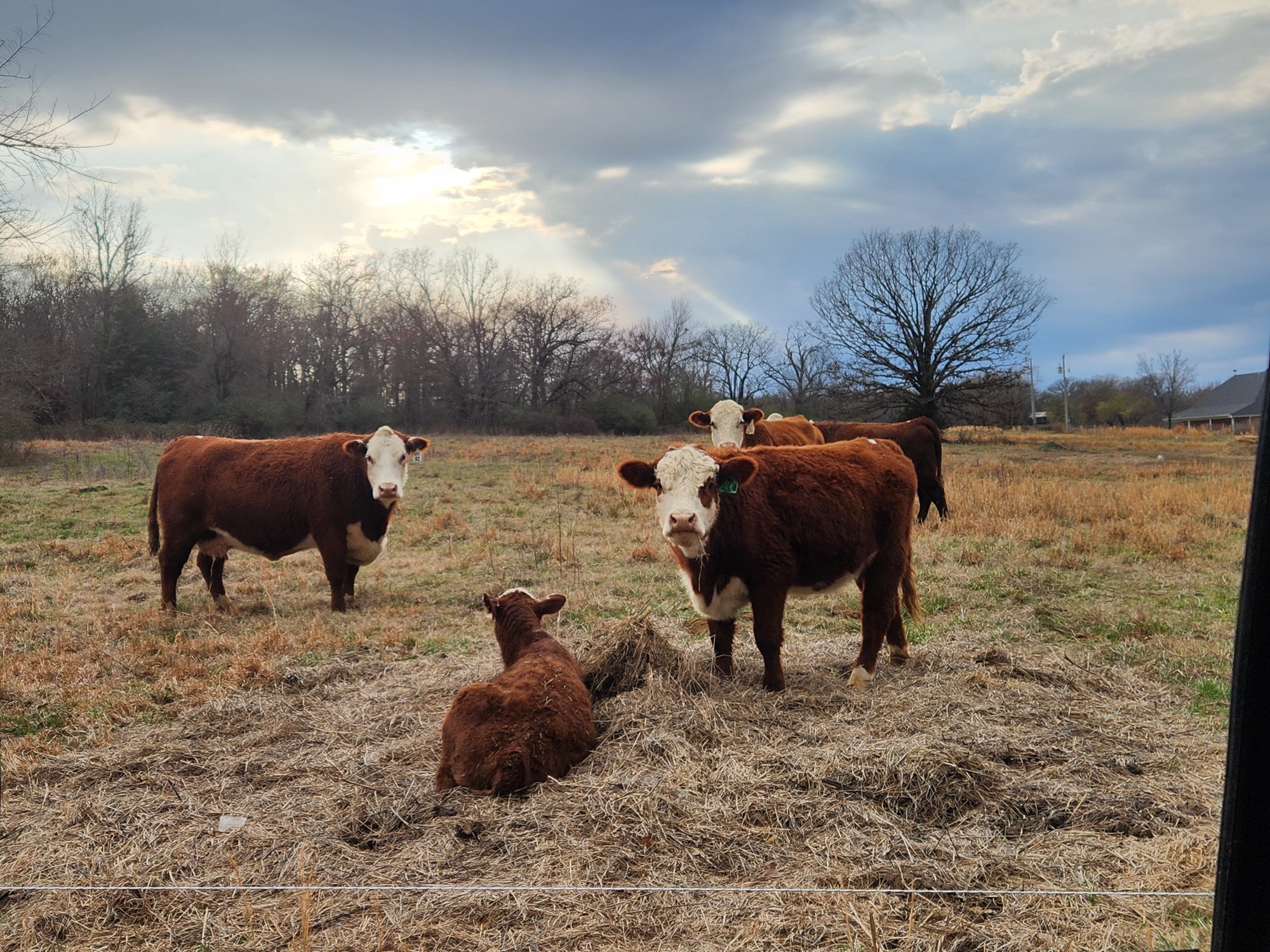 A sweeping view of green pastures at River Valley Farm Life, with grazing cattle and sheep beneath a big Oklahoma sky