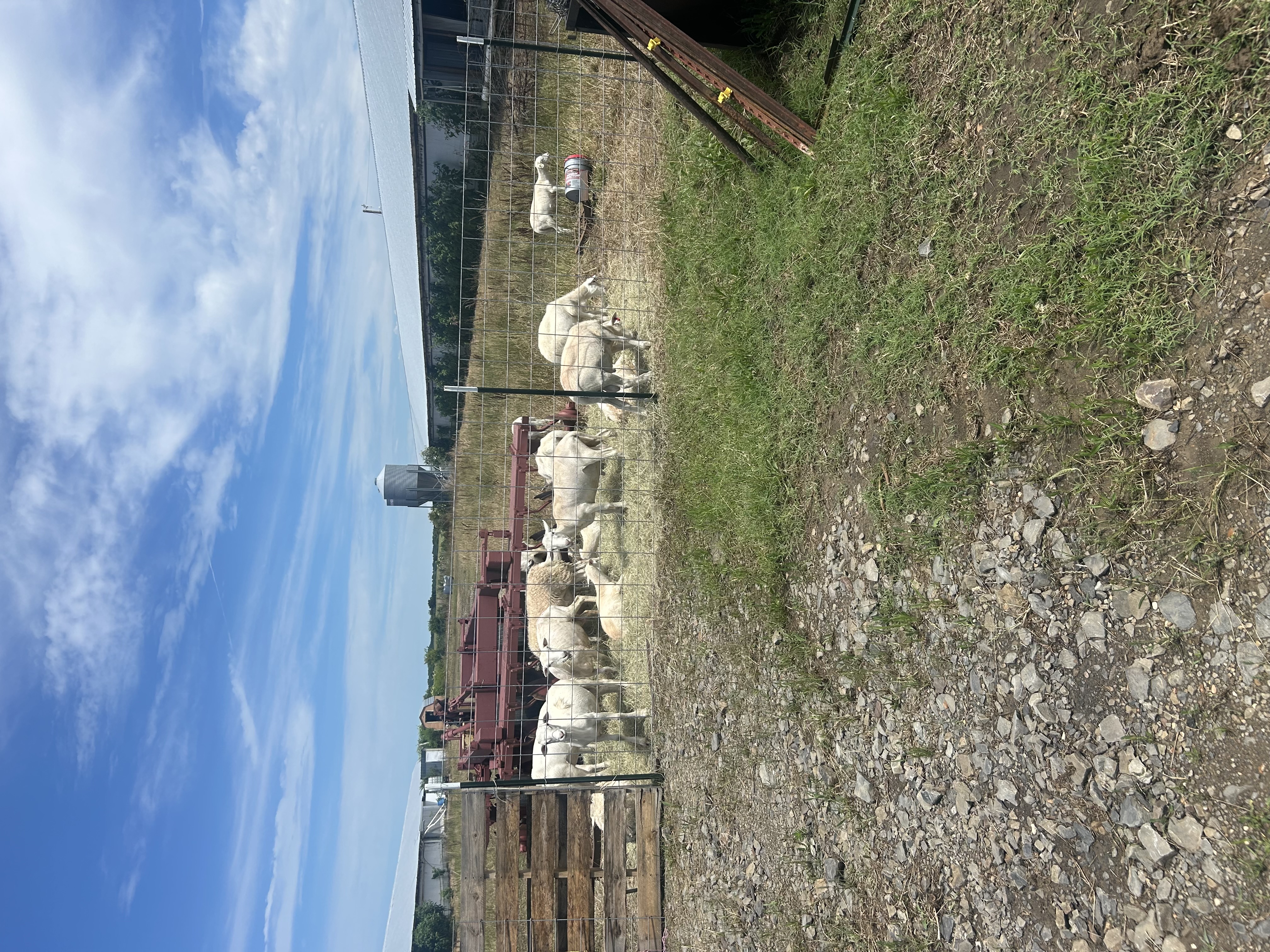 Rainwater collection barrels by a rustic barn, and rotational grazing paddocks