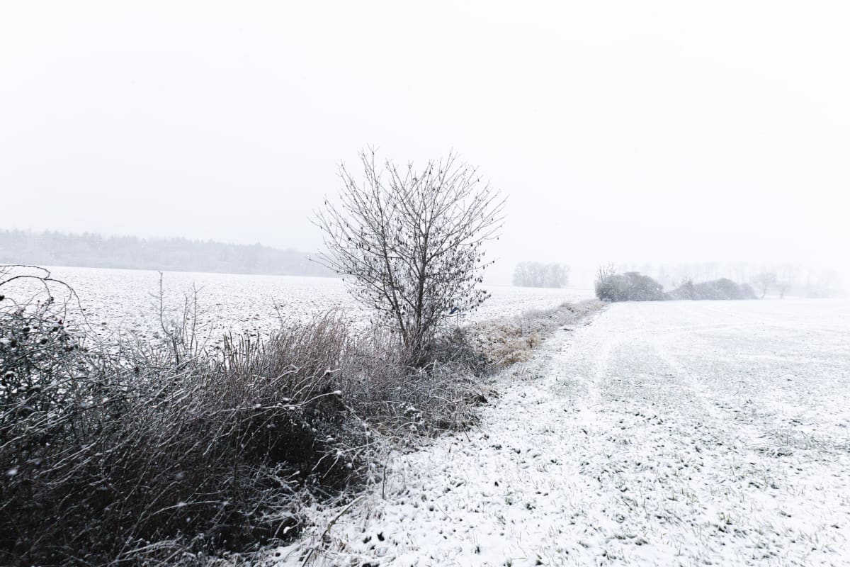 Arbres sous la Neige