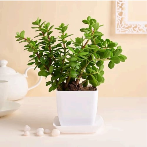 Indoor ceramic pot