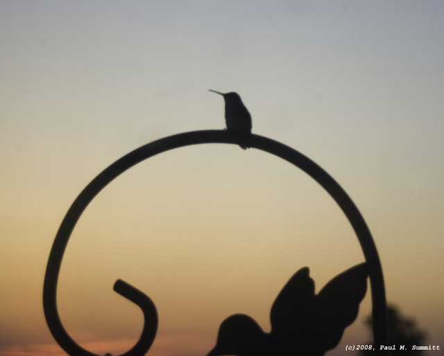 Hummingbird Sunrise